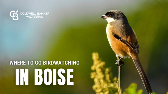 Boise Birds